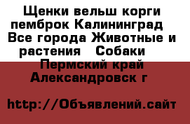 Щенки вельш корги пемброк Калининград - Все города Животные и растения » Собаки   . Пермский край,Александровск г.